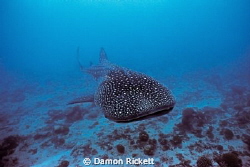 Whale Shark approaching!  This was my first photosession ... by Damon Rickett 